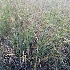 Cladium mariscus jamaicense