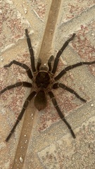 Cyrtopholis portoricae