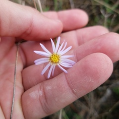 Symphyotrichum simmondsii
