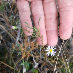 Symphyotrichum simmondsii