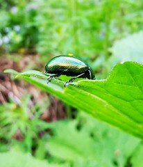 Chrysolina herbacea