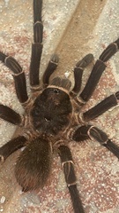 Cyrtopholis portoricae