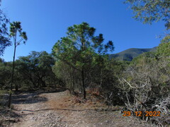 Pinus teocote