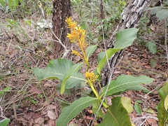 Palicourea rigida