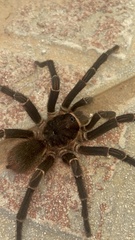 Cyrtopholis portoricae