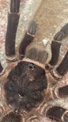 Cyrtopholis portoricae