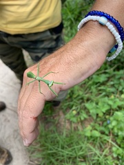 Stagmatoptera