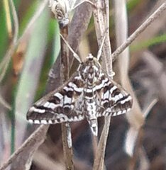 Epipagis forsythae