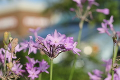 Tulbaghia violacea