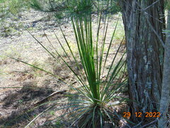 Dasylirion acrotrichum