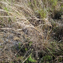 Andropogon virginicus