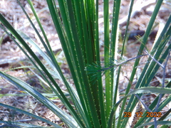 Dasylirion acrotrichum