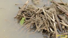 Hyla suweonensis