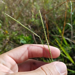 Paspalum setaceum