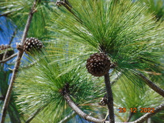 Pinus montezumae