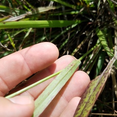 Paspalum setaceum