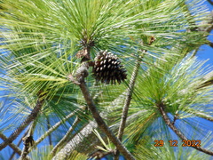 Pinus montezumae