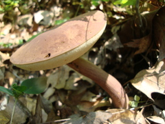 Austroboletus gracilis