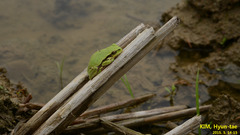 Hyla suweonensis