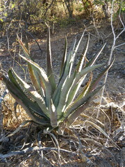 Agave aurea