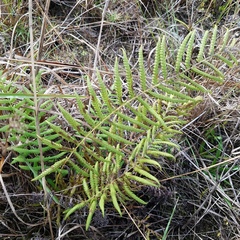 Pelazoneuron kunthii