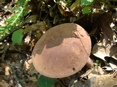 Austroboletus gracilis