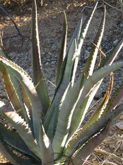 Agave aurea