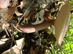 Austroboletus gracilis