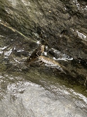 Ligia exotica