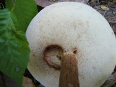 Austroboletus gracilis