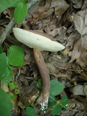 Austroboletus gracilis