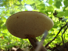 Austroboletus gracilis