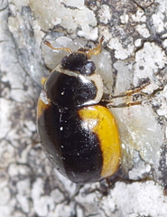 Ceratomegilla rufocincta