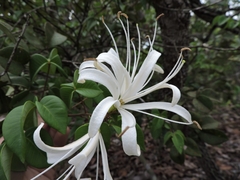 Spiranthera odoratissima