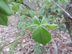 Spiranthera odoratissima