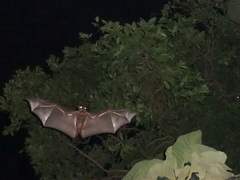 Pteropodidae