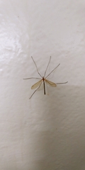 Tricyphona