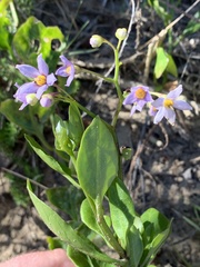 Solanum africanum
