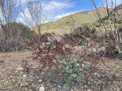Acmispon grandiflorus grandiflorus