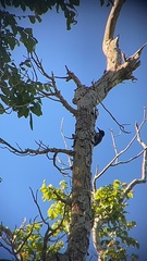 Melanerpes portoricensis