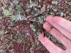 Acmispon grandiflorus grandiflorus