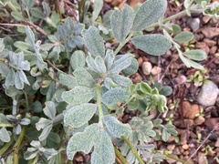 Acmispon grandiflorus grandiflorus