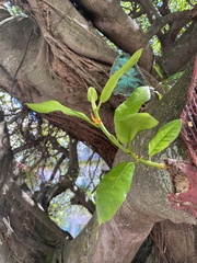 Ficus insipida