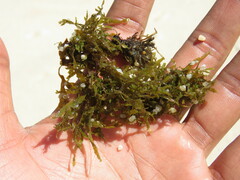 Sargassum fluitans