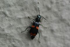 Anthocomus fasciatus