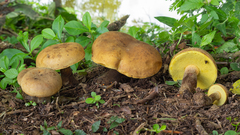 Phlebopus beniensis