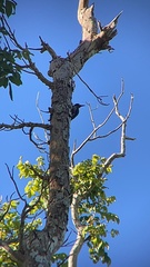 Melanerpes portoricensis