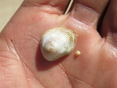 Pilosabia trigona