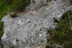 Ostreoidea