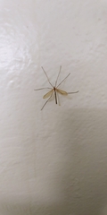 Tricyphona